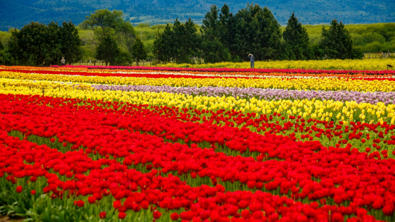 EL BOLSON CON CAMPO DE TULIPANES